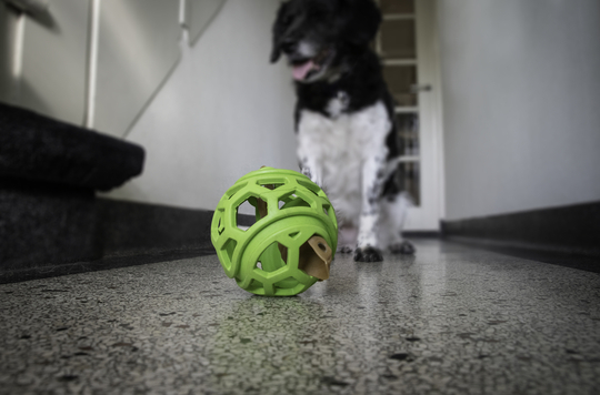 Dog Comets Spielzeug